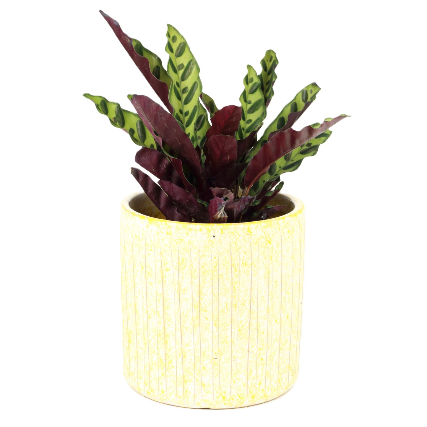 Fluted Lemon Gecko Cylinder