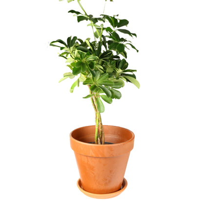 Terracotta Pot Saucer 25cm