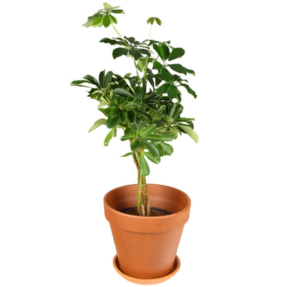 Terracotta Pot 28.5cm