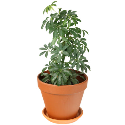Terracotta Pot Saucer int dia 17cm