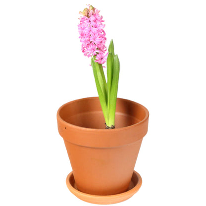 Terracotta Pot 20.5cm