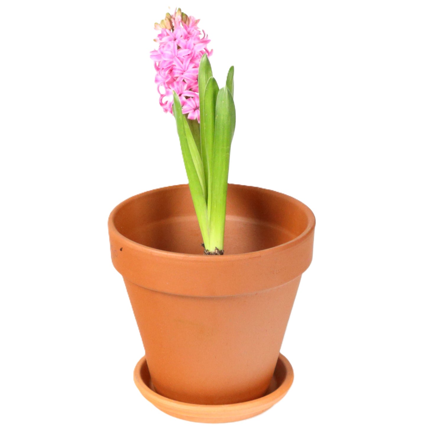 Terracotta Pot Saucer 12cm