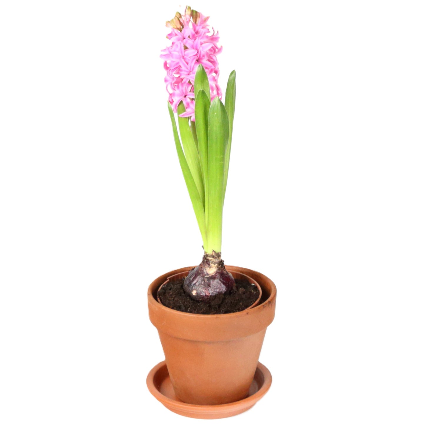 Terracotta Pot Saucer 10cm