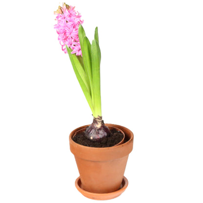 Terracotta Pot 13.5cm